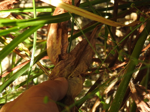 Image of Alisma lanceolatum by (c) Duarte Frade, some rights reserved (CC BY)