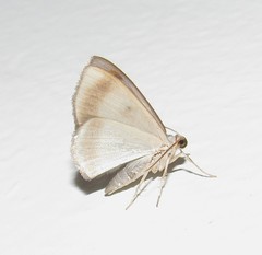 Argyrotome muricolor