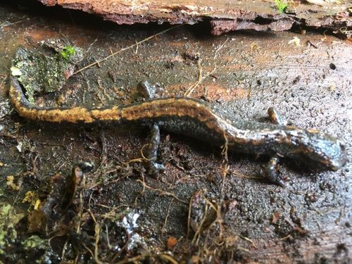 Roberts' False Brook Salamander