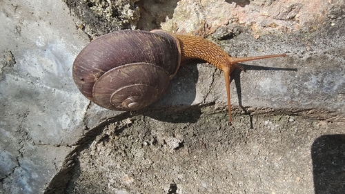 Nesiohelix granulifera