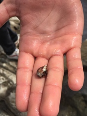 Acanthinucella spirata