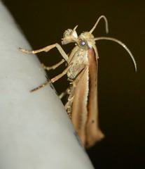 Ypsolopha parenthesella