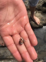 Acanthinucella spirata