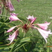 Crinum x powellii - Photo (c) Fernando Cecor, some rights reserved (CC BY), uploaded by Fernando Cecor