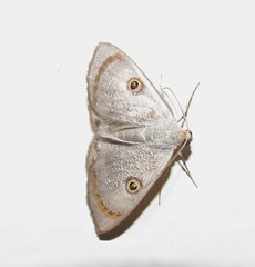 Argyrotome muricolor