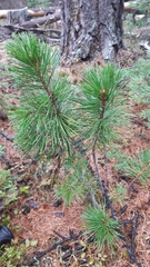 Pinus monticola