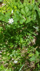 Stellaria longifolia