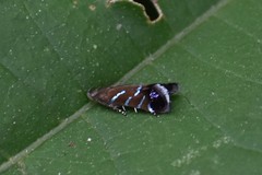 Strobisia proserpinella
