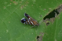 Strobisia proserpinella