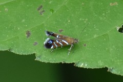 Strobisia proserpinella
