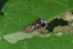 Strobisia proserpinella