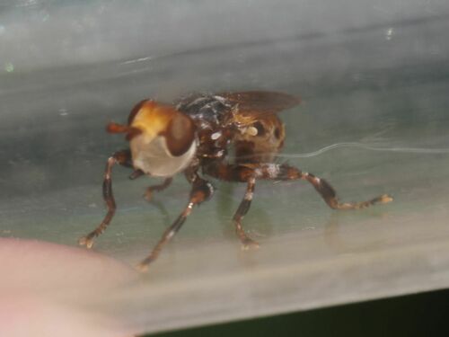Myopa variegata