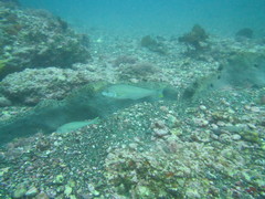 Caulolatilus princeps