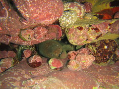 Gymnothorax castaneus