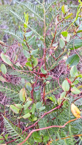 Image of Climbing Lignum (Muehlenbeckia adpressa) by no rights reserved