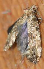 Morophaga choragella