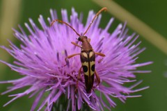 Strangalia sexnotata