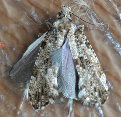 Morophaga choragella