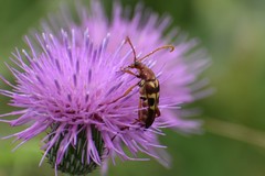Strangalia sexnotata