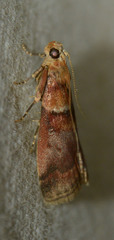Acrobasis repandana