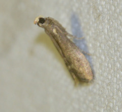 Eccopisa effractella