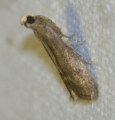 Eccopisa effractella