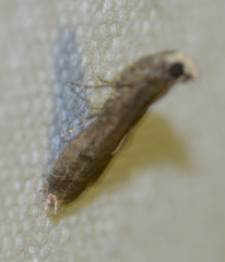 Eccopisa effractella