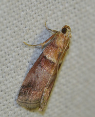Acrobasis repandana