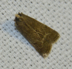 Eccopisa effractella