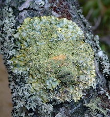 Podostictina pickeringii