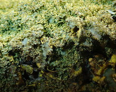 Podostictina pickeringii