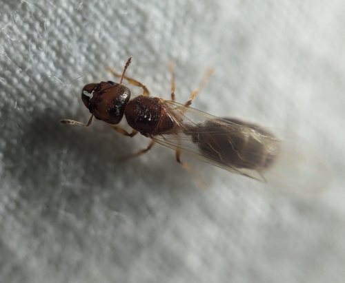 Variable Big-headed Ant photo 6