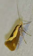 Harpella forficella