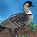 Hawaiian Goose - Photo (c) jayras, some rights reserved (CC BY-NC), uploaded by jayras