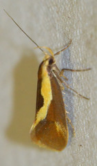 Harpella forficella