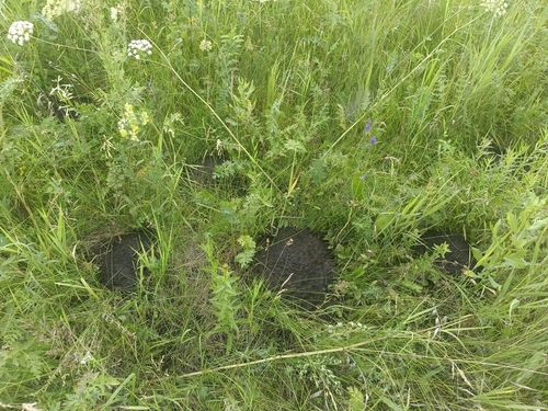 Northern Mole Vole