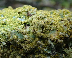 Podostictina pickeringii