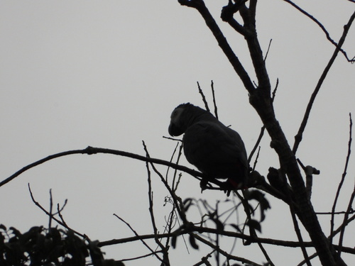 Gray Parrot
