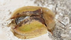 Cassida bergeali
