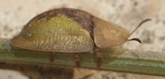 Cassida bergeali