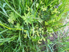 Alchemilla subcrenata