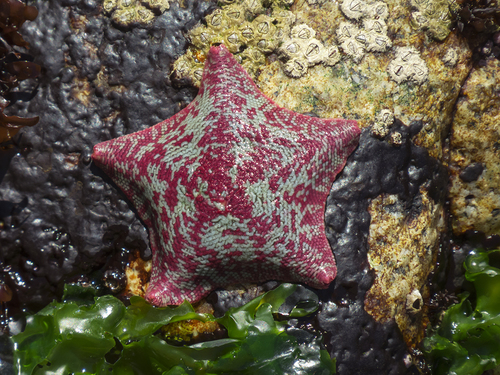 Patiria chilensis (Lutken, 1859)