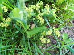 Alchemilla subcrenata
