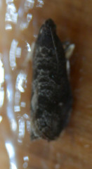 Grapholita funebrana