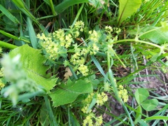 Alchemilla subcrenata