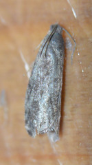 Grapholita funebrana