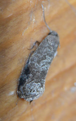 Grapholita funebrana