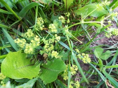 Alchemilla subcrenata