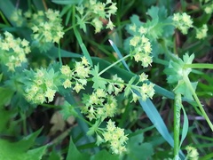 Alchemilla subcrenata