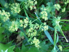 Alchemilla subcrenata